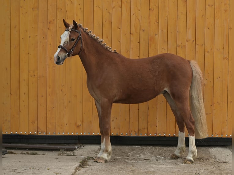 Kuc walijski sekcji B Mix Wałach 2 lat 128 cm Kasztanowata in Seehausen
