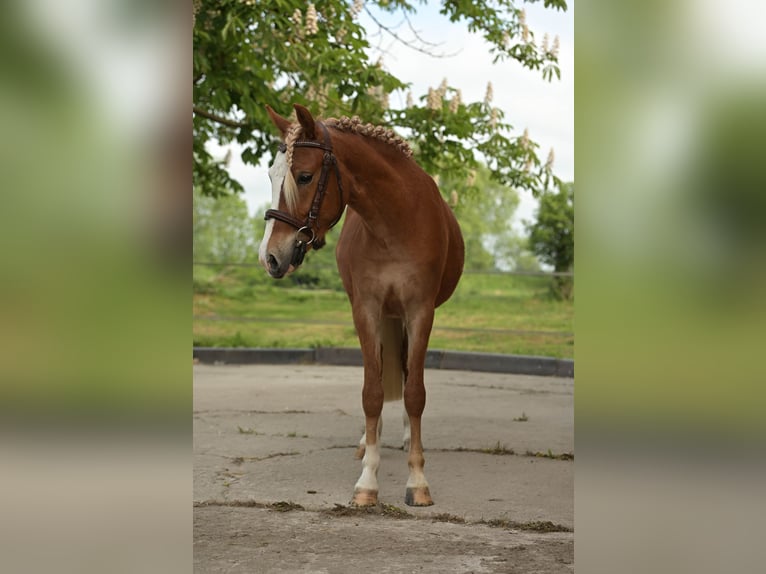 Kuc walijski sekcji B Mix Wałach 2 lat 128 cm Kasztanowata in Seehausen