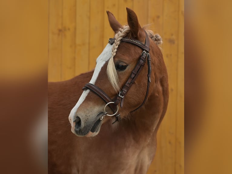 Kuc walijski sekcji B Mix Wałach 2 lat 128 cm Kasztanowata in Seehausen