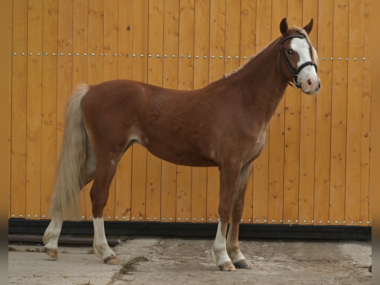 Kuc walijski sekcji B Mix Wałach 2 lat 128 cm Kasztanowata in Seehausen