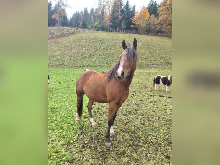 Kuc walijski sekcji B Wałach 2 lat 130 cm Skarogniada in Ramsau am Dachstein