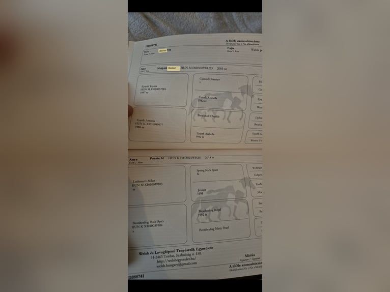 Kuc walijski sekcji B Wałach 3 lat 124 cm Siwa in Aalten