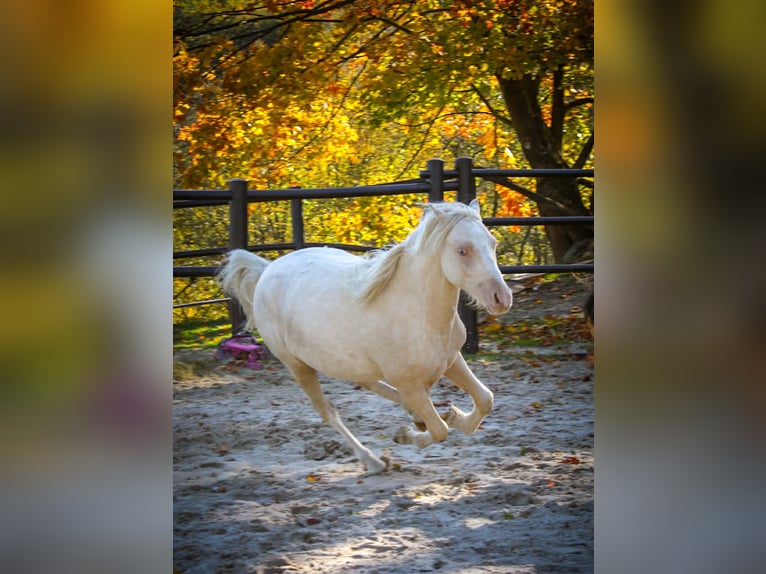 Kuc walijski sekcji B Wałach 3 lat 130 cm Cremello in Siedlęcin