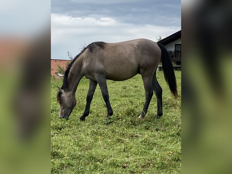 Kuc walijski sekcji B Wałach 3 lat 130 cm Gniada in Roßhaupten
