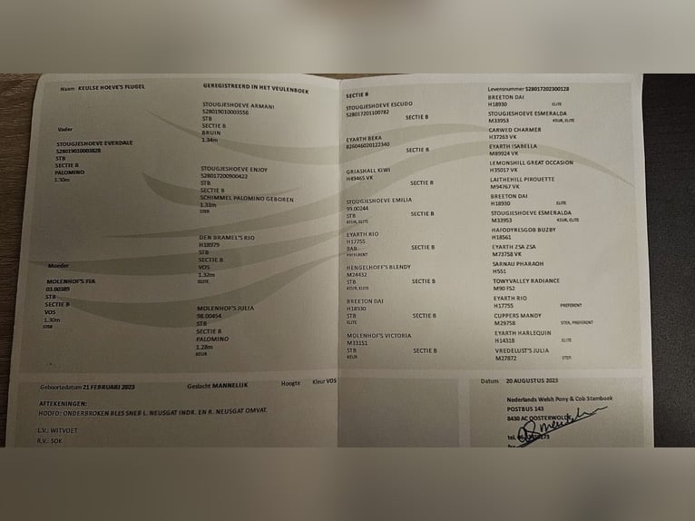 Kuc walijski sekcji B Wałach 3 lat 130 cm Kasztanowata in Wegberg