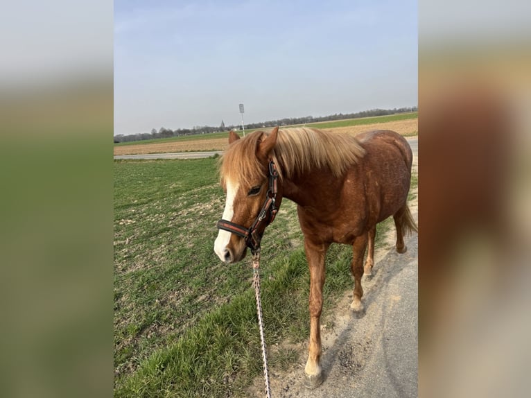 Kuc walijski sekcji B Wałach 3 lat 130 cm Kasztanowata in Wegberg