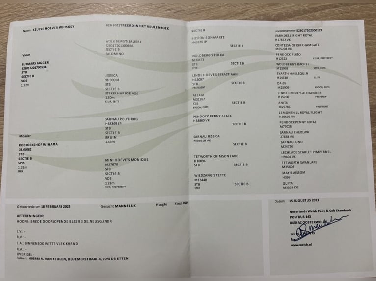 Kuc walijski sekcji B Wałach 3 lat 130 cm Kasztanowata in Wegberg