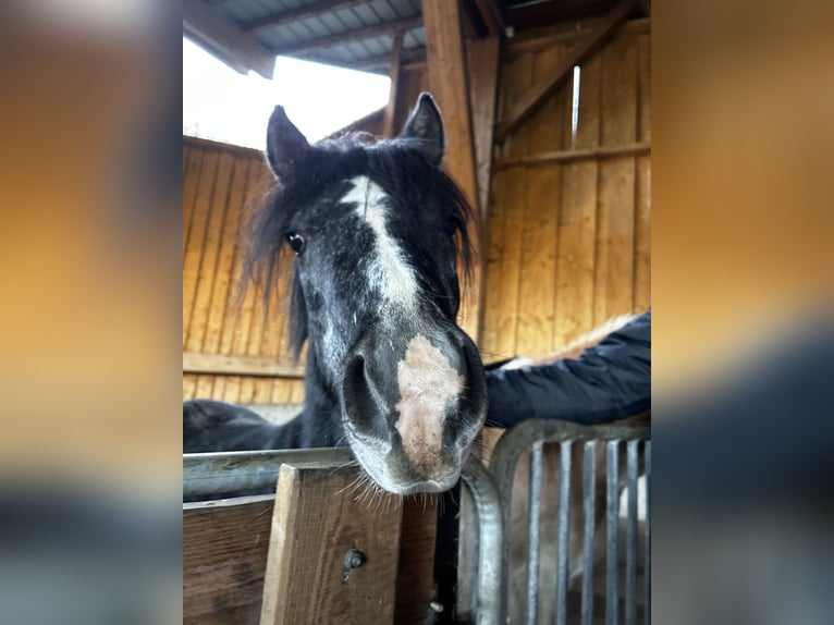 Kuc walijski sekcji B Mix Wałach 3 lat 134 cm Może być siwy in Biberbach