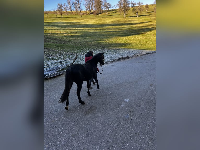 Kuc walijski sekcji B Mix Wałach 3 lat 134 cm Może być siwy in Biberbach
