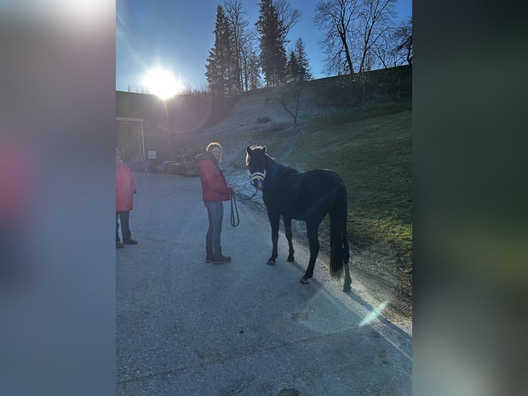 Kuc walijski sekcji B Mix Wałach 3 lat 134 cm Może być siwy in Biberbach