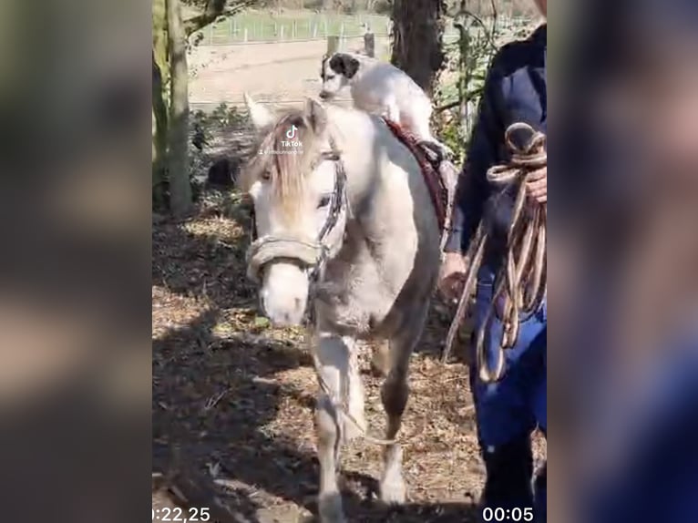 Kuc walijski sekcji B Wałach 3 lat 136 cm Siwa in Haltern am See