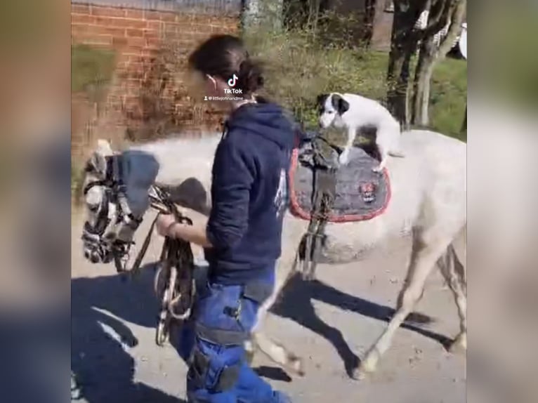 Kuc walijski sekcji B Wałach 3 lat 136 cm Siwa in Haltern am See