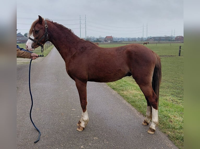 Kuc walijski sekcji B Wałach 3 lat 138 cm Kasztanowata in Etten