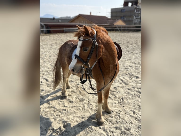 Kuc walijski sekcji B Wałach 4 lat 115 cm Ciemnokasztanowata in Slovakia
