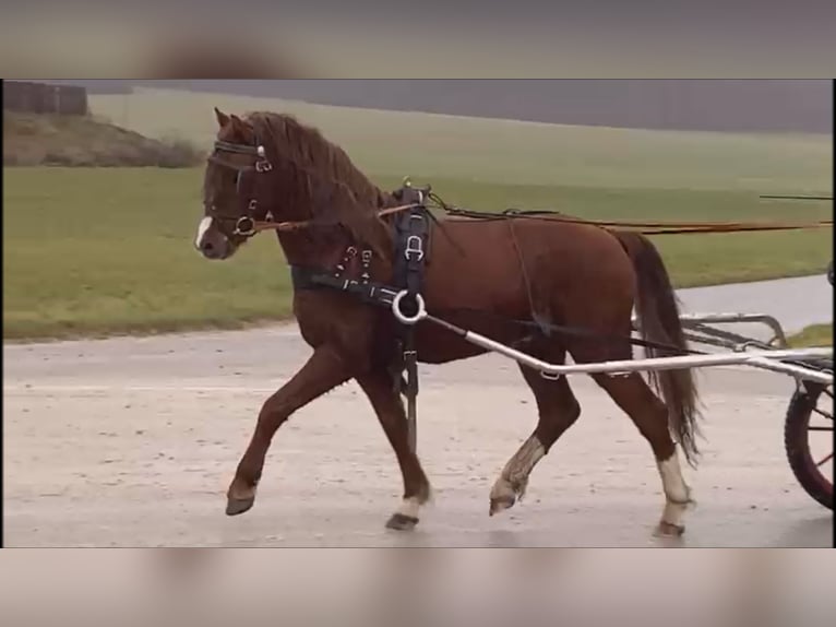 Kuc walijski sekcji B Wałach 4 lat 129 cm Kasztanowata in Dischingen