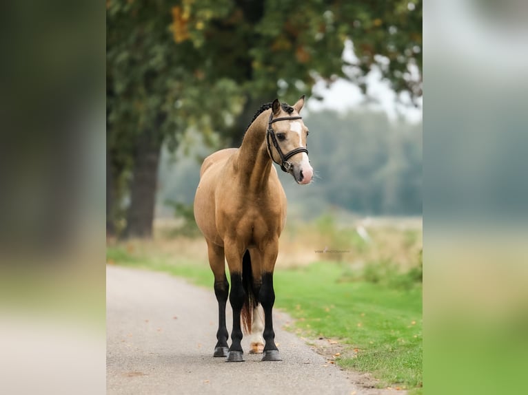 Kuc walijski sekcji B Wałach 4 lat 132 cm Jelenia in Asten