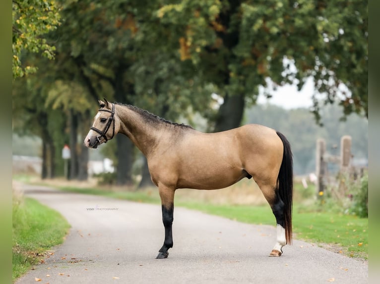 Kuc walijski sekcji B Wałach 4 lat 132 cm Jelenia in Asten