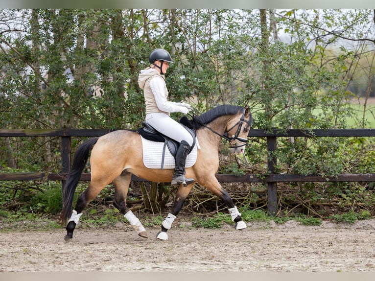 Kuc walijski sekcji B Wałach 4 lat 132 cm Jelenia in Putten