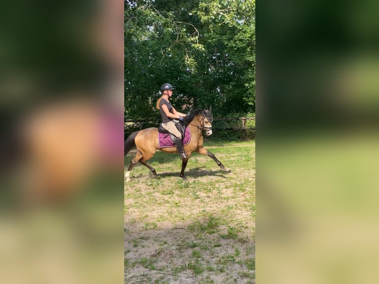 Kuc walijski sekcji B Wałach 4 lat 132 cm Jelenia in Putten