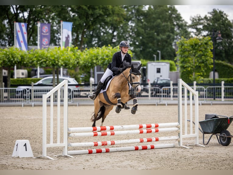 Kuc walijski sekcji B Wałach 4 lat 132 cm Jelenia in Putten