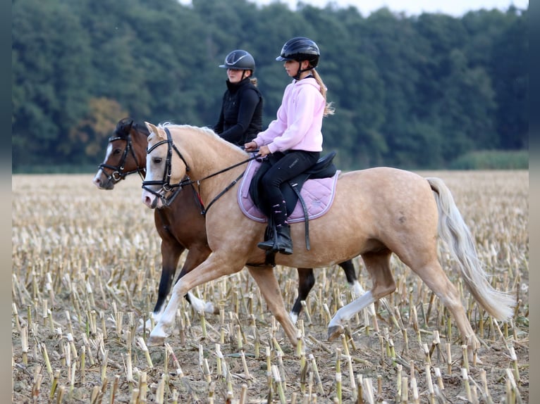 Kuc walijski sekcji B Wałach 4 lat 135 cm Izabelowata in Wildeshausen