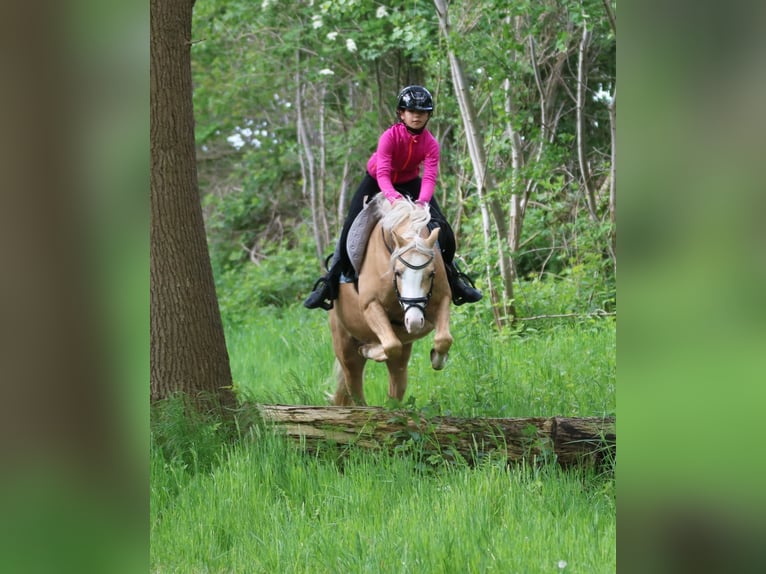 Kuc walijski sekcji B Wałach 4 lat 136 cm Izabelowata in Wildeshausen