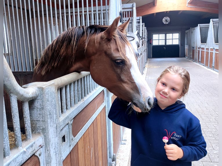 Kuc walijski sekcji B Wałach 4 lat 136 cm Izabelowata in Wildeshausen