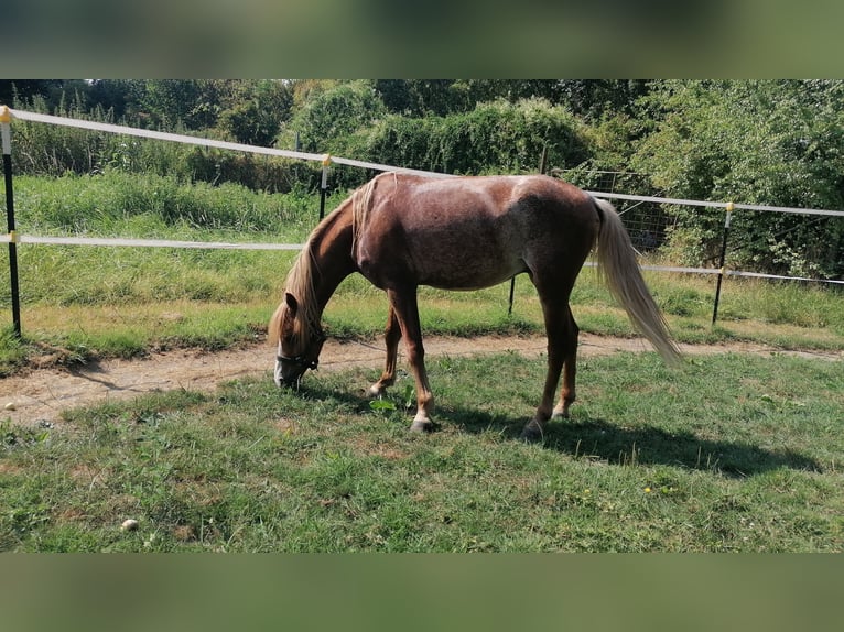 Kuc walijski sekcji B Wałach 4 lat Gniada in Titz