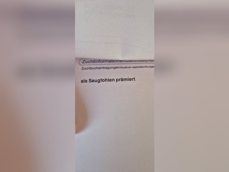 Kuc walijski sekcji B Wałach 5 lat 125 cm Gniada in Leutenbach