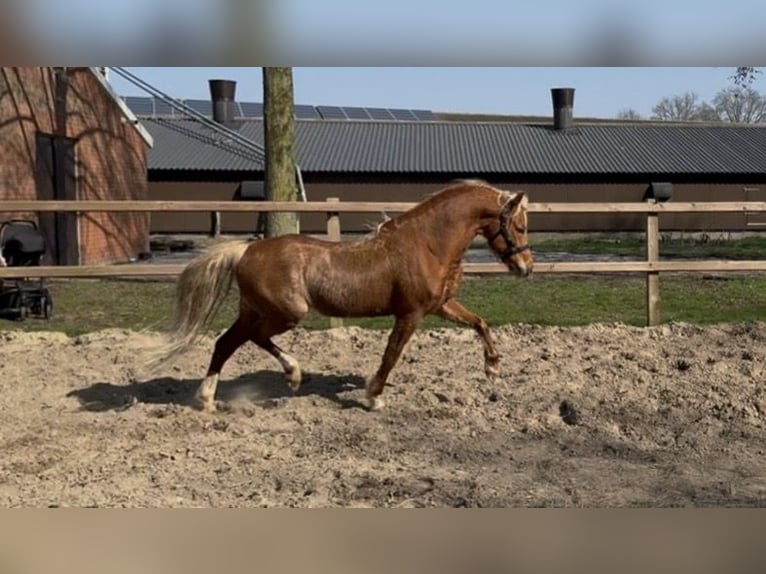 Kuc walijski sekcji B Wałach 5 lat 126 cm Kasztanowata in Aalten