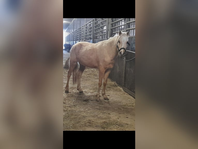 Kuc walijski sekcji B Wałach 5 lat 127 cm Izabelowata in Niederzier