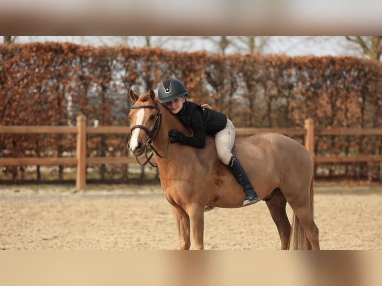 Kuc walijski sekcji B Wałach 5 lat 127 cm Kasztanowata in Oost West en Middelbeers