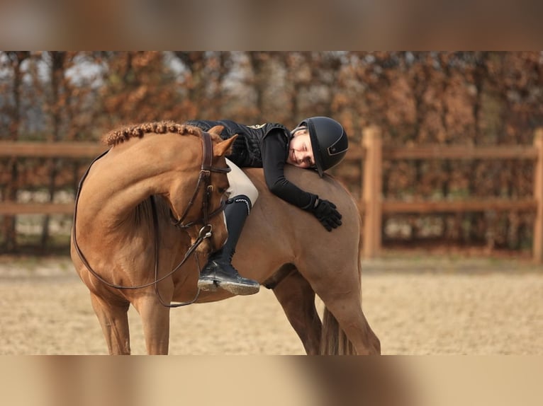 Kuc walijski sekcji B Wałach 5 lat 127 cm Kasztanowata in Oost West en Middelbeers