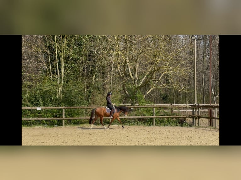 Kuc walijski sekcji B Wałach 5 lat 128 cm Gniada in Mönchengladbach