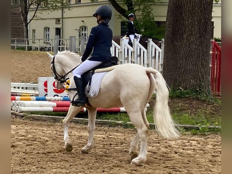 Kuc walijski sekcji B Wałach 5 lat 130 cm Cremello in Kumhausen