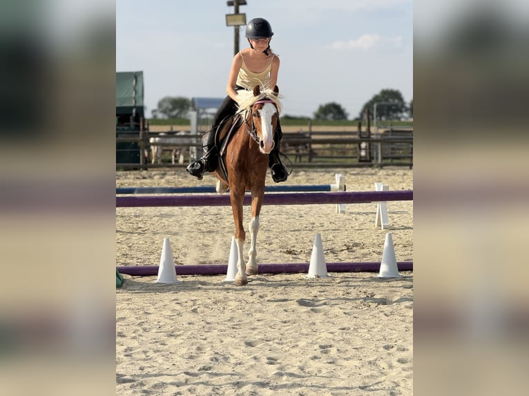 Kuc walijski sekcji B Wałach 5 lat 131 cm Kasztanowata in Bergheim
