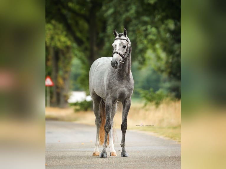 Kuc walijski sekcji B Wałach 5 lat 135 cm Siwa in Asten