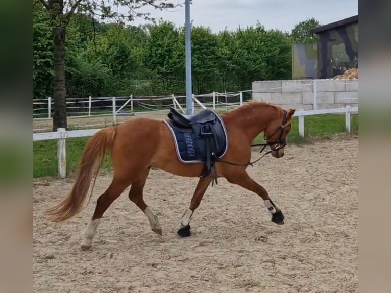 Kuc walijski sekcji B Wałach 5 lat 136 cm Kasztanowata in Sendenhorst