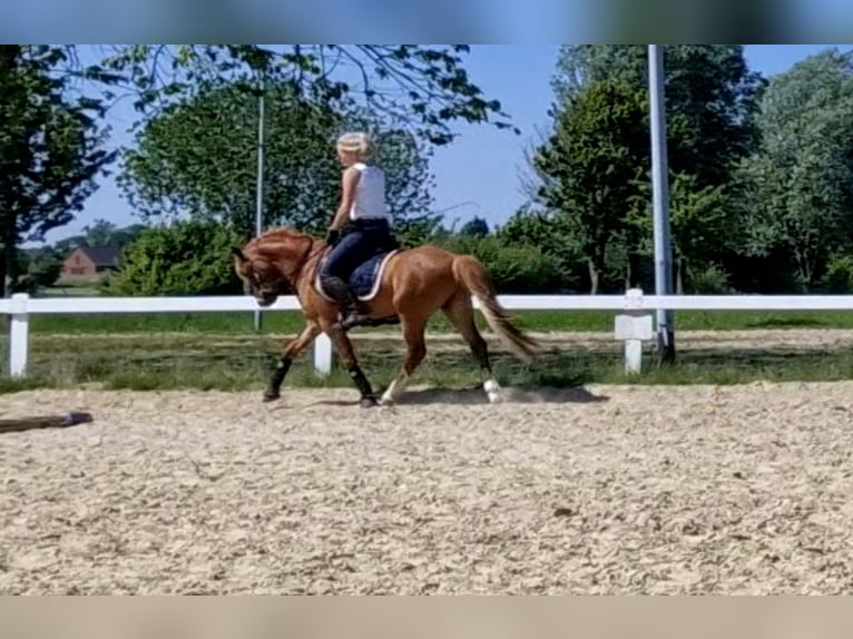 Kuc walijski sekcji B Wałach 5 lat 136 cm Kasztanowata in Sendenhorst