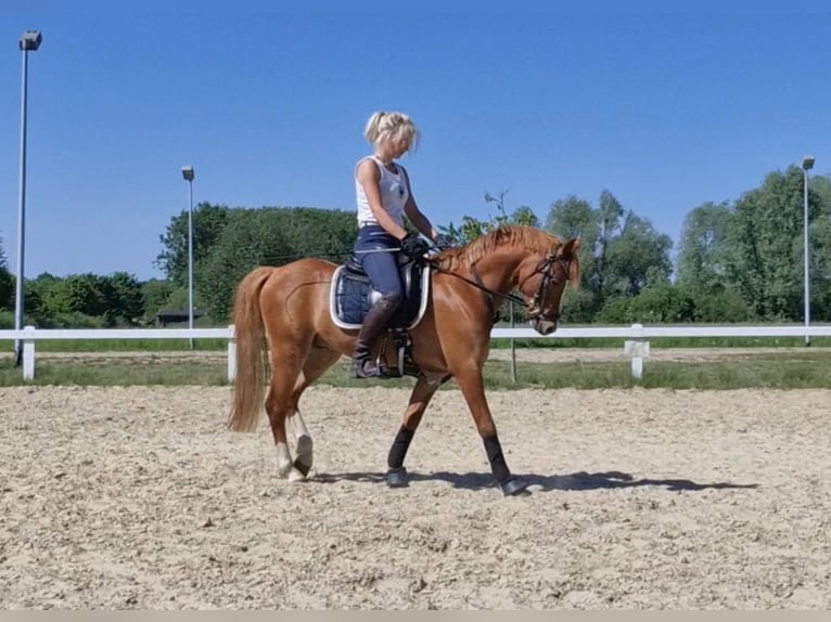 Kuc walijski sekcji B Wałach 5 lat 136 cm Kasztanowata in Sendenhorst