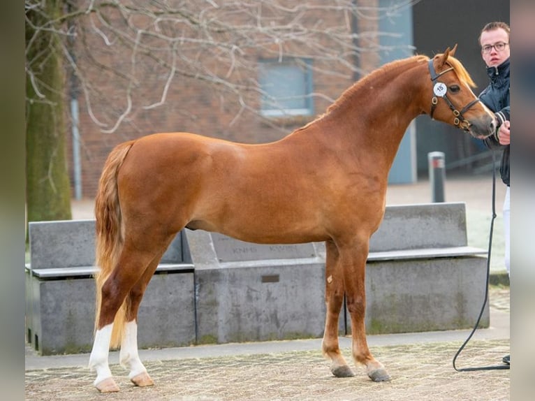 Kuc walijski sekcji B Wałach 5 lat 136 cm Kasztanowata in Sendenhorst