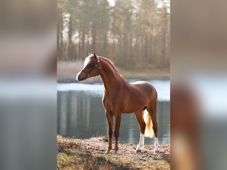 Kuc walijski sekcji B Wałach 5 lat 136 cm Kasztanowata in Sendenhorst