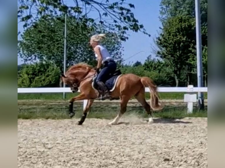Kuc walijski sekcji B Wałach 5 lat 136 cm Kasztanowata in Sendenhorst