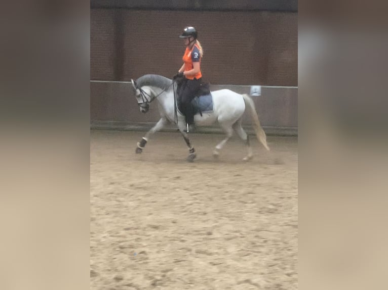 Kuc walijski sekcji B Wałach 5 lat 136 cm Siwa in Oosterbeek