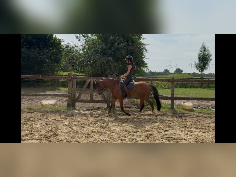 Kuc walijski sekcji B Wałach 5 lat 137 cm Gniada in Mönchengladbach