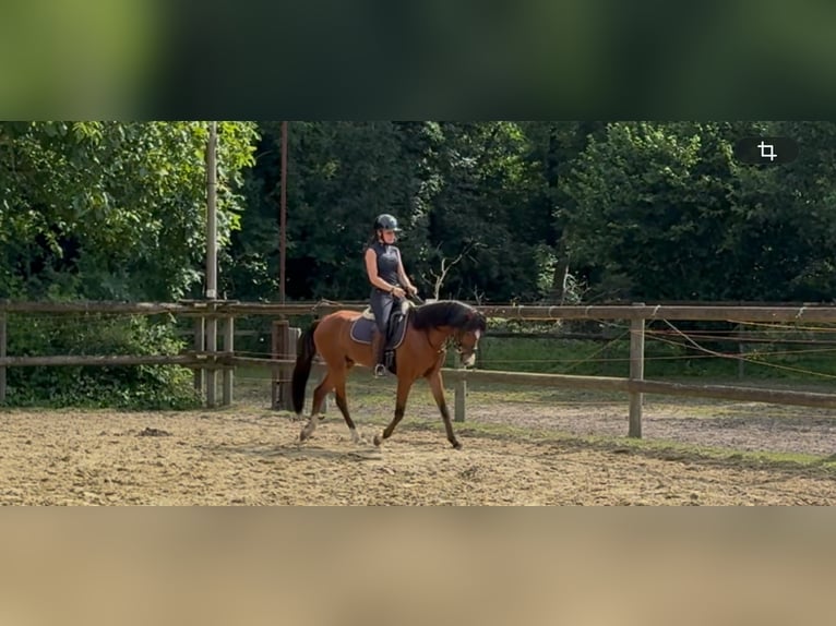 Kuc walijski sekcji B Wałach 5 lat 137 cm Gniada in Mönchengladbach