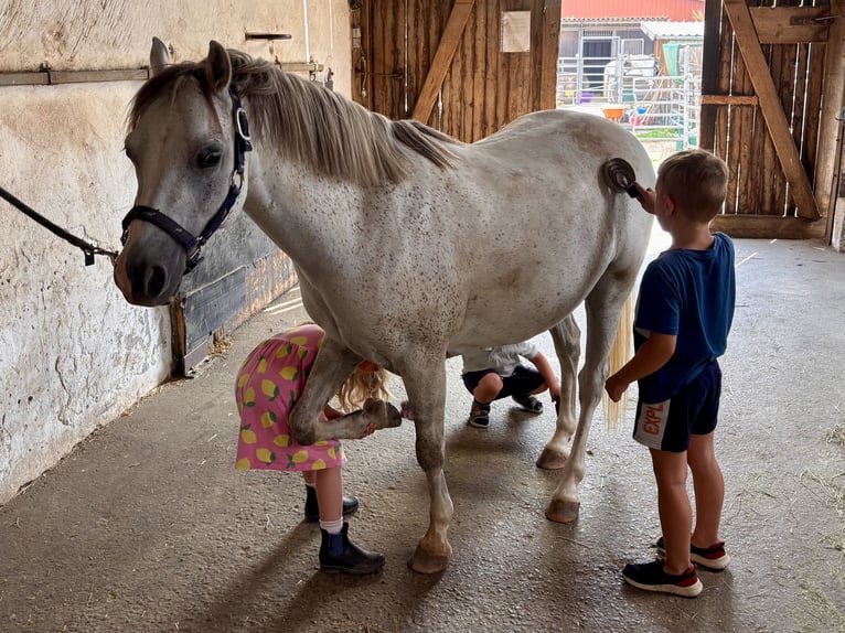 Kuc walijski sekcji B Wałach 6 lat 130 cm Siwa in Renningen