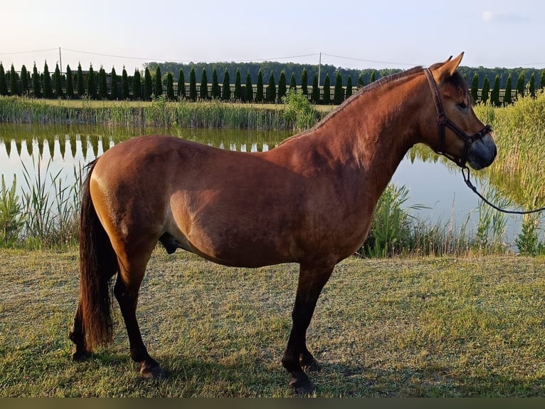 Kuc walijski sekcji B Wałach 6 lat 133 cm Gniada in Eriskirch