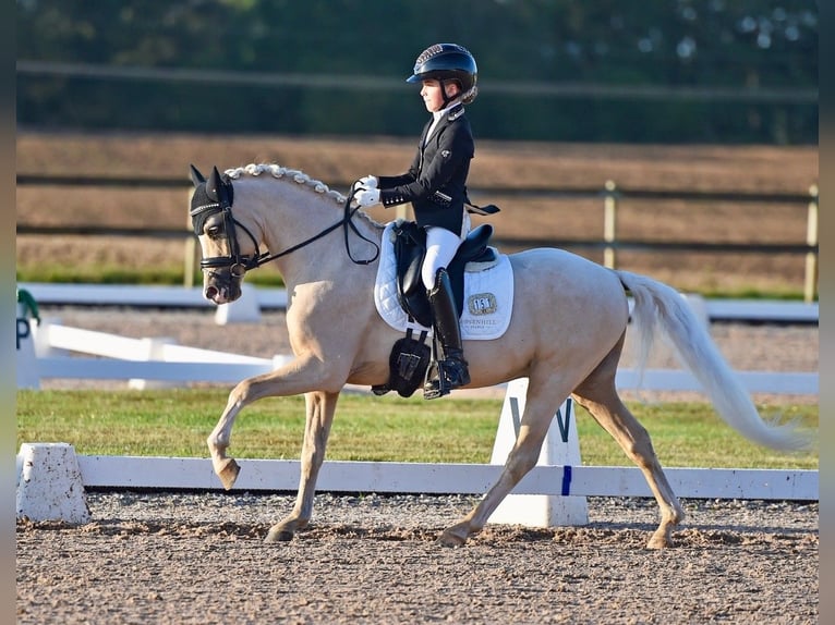 Kuc walijski sekcji B Wałach 6 lat 134 cm Izabelowata in Vallentuna
