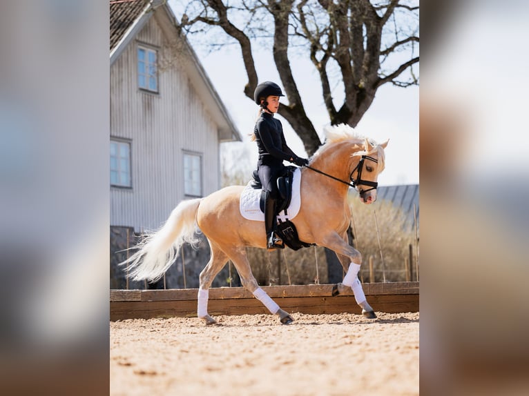 Kuc walijski sekcji B Wałach 6 lat 134 cm Izabelowata in Vallentuna